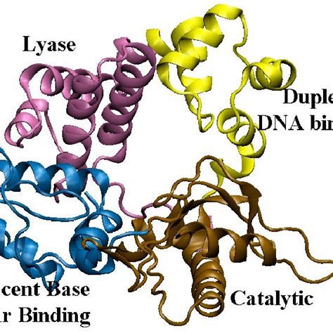 dna polymerase beta|Structure and Mechanism of DNA Polymerase β .